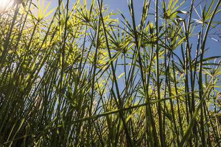 Papyrus plant by the lake in the gardenの写真素材
