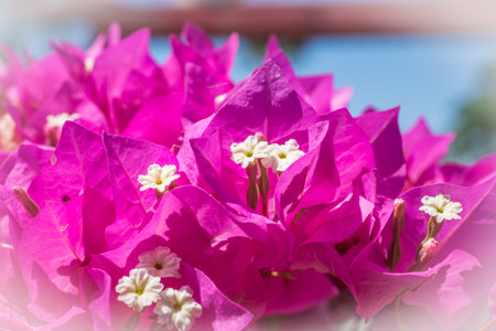 Big detail, beautiful bouganvilea glabra, in Turkey Antalyaの写真素材