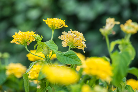 colorful Lantana camara, Mediterranean flower