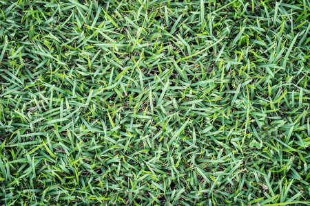 the Mediterranean type of grass creates a beautiful thick cover