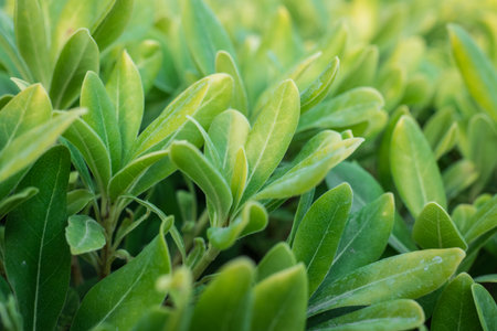 Big detail Mediterranean shrub in the gardenの写真素材