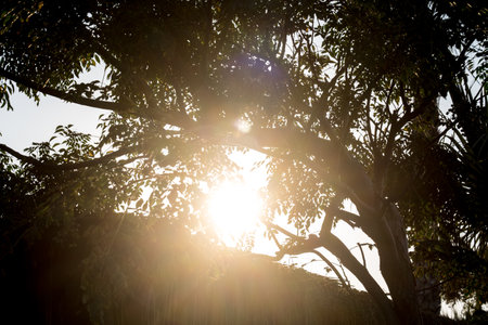 Sunset in the shade of a tree. Sunlight through the branches.