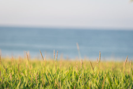 the Mediterranean type of grass creates a beautiful thick coverの写真素材