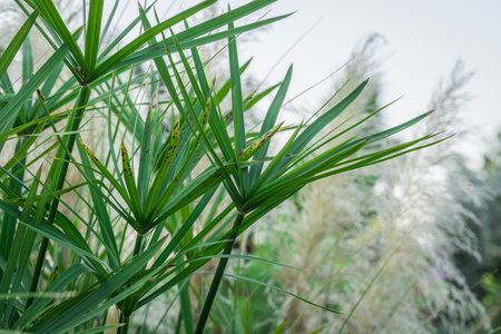 Papyrus plant by the lake in the gardenの写真素材