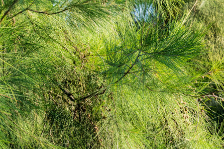Mediterranean pine in the garden