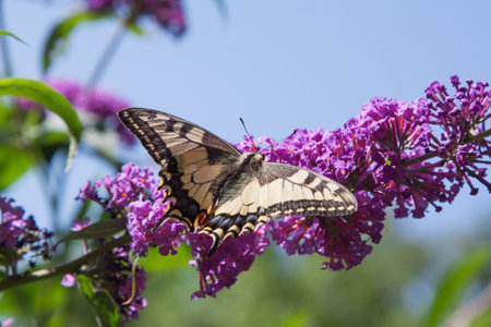 butterfly bush, Buddleia davidii in the garden and a butterfly