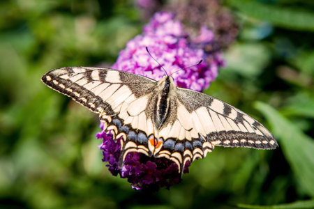 butterfly bush, Buddleia davidii in the garden and a butterflyの写真素材