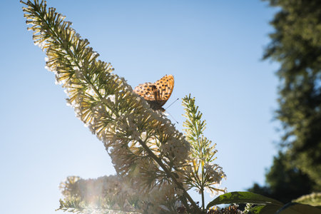 butterfly bush, Buddleia davidii in the garden and a butterflyの写真素材