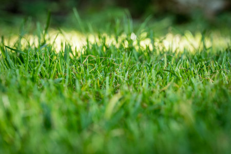 nicely cut grass in the gardenの写真素材