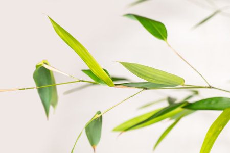 bamboo Phyllostachys bissetii, in Japanese an white backgroundの写真素材