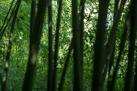 bamboo in a bamboo forestの写真素材