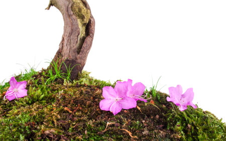 Japanese azaleas spring flowers on a white backgroundの写真素材