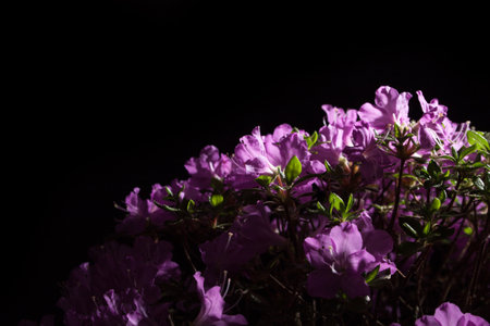 Japanese azalea pink flower on a black backgroundの写真素材