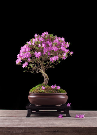 Bonsai Azalea japonica on a black backgroundの写真素材