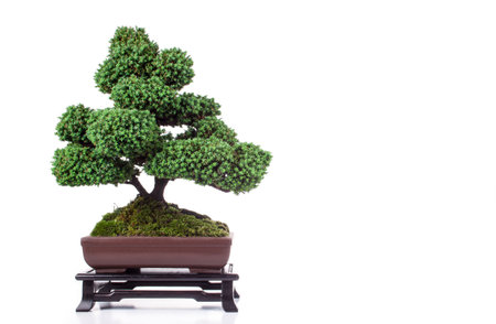 bonsai Chamaecyparis pisifera 'Squarrosa dumosa' on a white backgroundの写真素材
