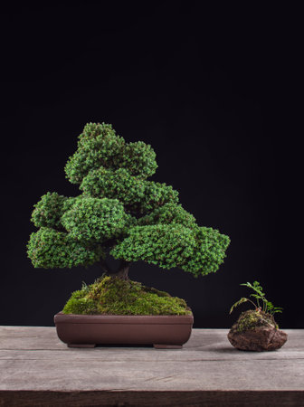 bonsai on a black background on a wooden tableの写真素材