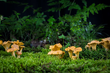 mushroom Cantharellus cibarius in the moss in the forestの写真素材