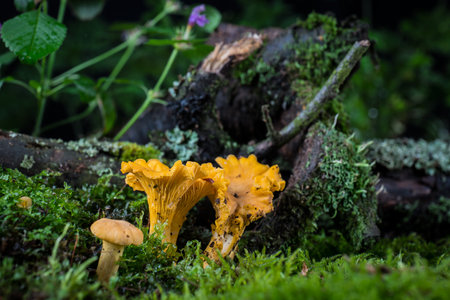 mushroom Cantharellus cibarius in the moss in the forestの写真素材