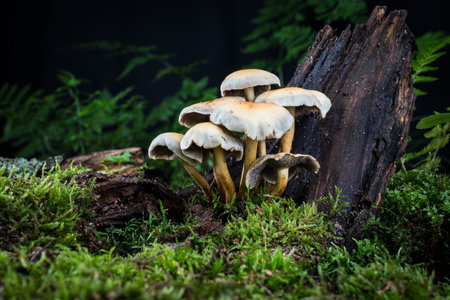 mushroom in the moss in the forestの写真素材