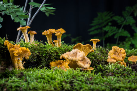 mushroom Cantharellus cibarius in the moss in the forestの写真素材