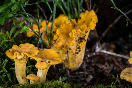 mushroom Cantharellus cibarius in the moss in the forest