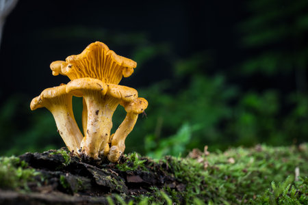 mushroom Cantharellus cibarius in the moss in the forestの写真素材