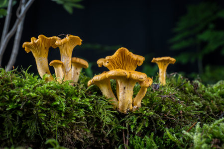 mushroom Cantharellus cibarius in the moss in the forest