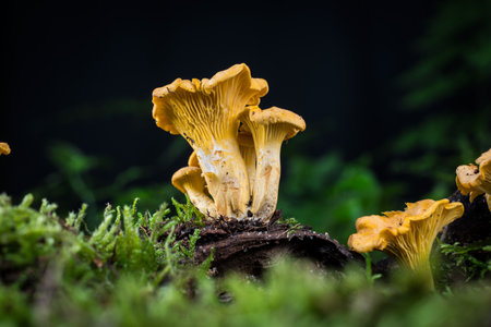 mushroom Cantharellus cibarius in the moss in the forestの写真素材