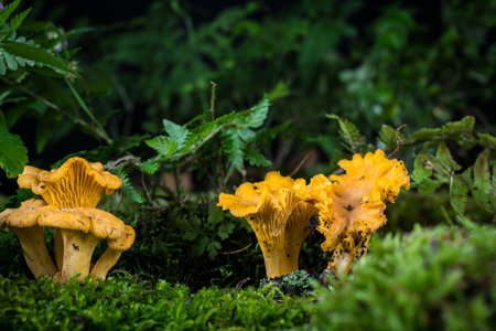 mushroom Cantharellus cibarius in the moss in the forestの写真素材