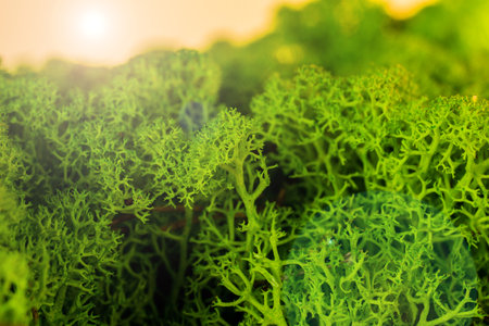 beautiful moss reindeer interior decoration