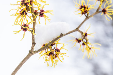 Hamamelis intermedia, a winter flowering shrubの写真素材