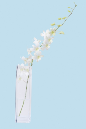 white orchid bunch in vase isolated blueの写真素材