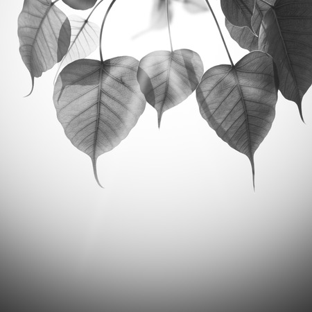 black & white pho or bodhi leaf with sun and copy space.の写真素材