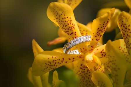 The diamond engagement ring and the background of the nature. the ring on the asia orchid head.の写真素材