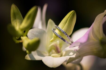 The simple diamond engagement ring and the background of nature. the ring on the orchid head.の写真素材