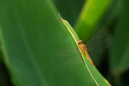 Orange dragonfly perched on a leaf in the soft morning sunlight in the background of blurred leaves.の写真素材