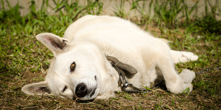 sleepy winking dog resting on the grassの写真素材