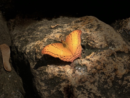 à¸´à¸µbutterfly on stone It's feel cool.の写真素材
