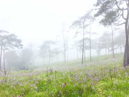 Purple Naga crest lea and Foggy at National park Poosoidao. It's good view lea purple full place.の写真素材