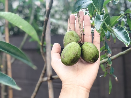 fresh olive on hand in garden thailand.の写真素材