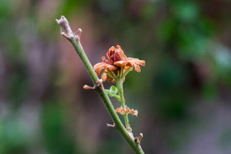 dry out jusminの写真素材