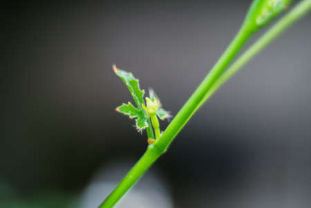 growing green plantの素材