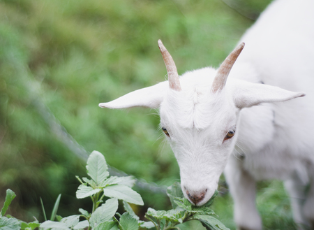 white goat eats leaves on natureの写真素材