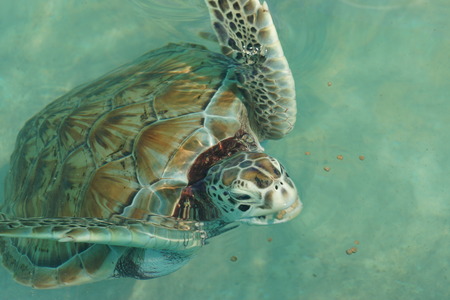 Beautiful turtle swimming in the caribbean sea