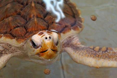An impressive swimming turtle