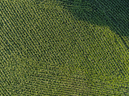 Aerial view of a green wheat field in the morning light.の写真素材