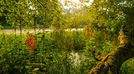 The woodsの写真素材