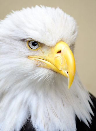 Blad Eagle close up with a broken beakの写真素材