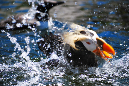 Tufted puffin splashing in the waterの写真素材