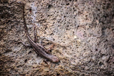 Viviparous lizard sunbathing on rockの写真素材